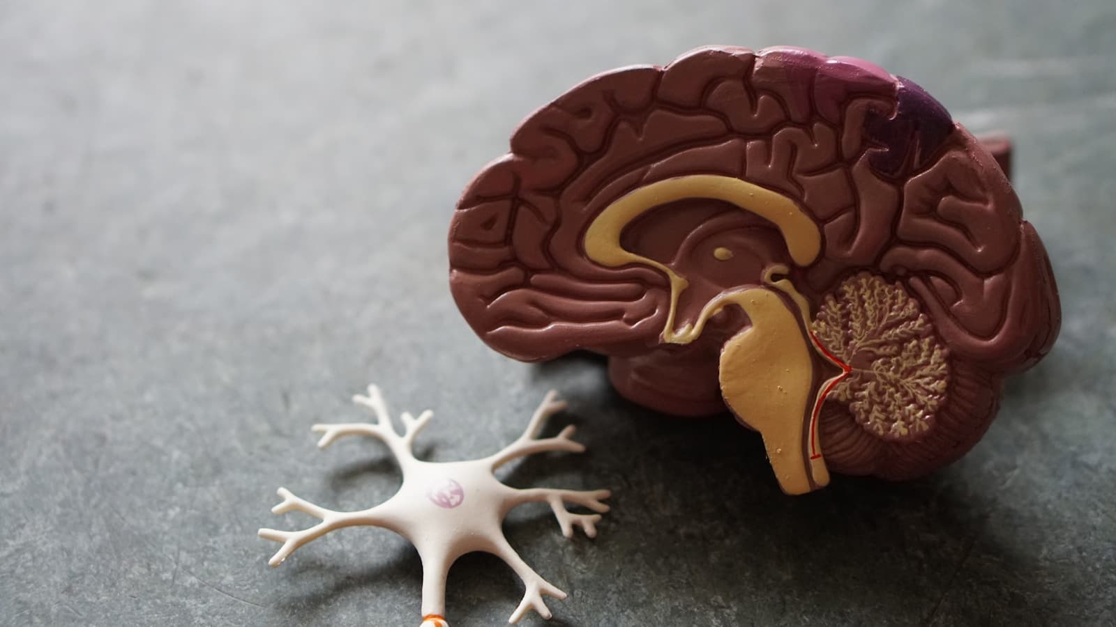 Neuroplastizität: So trainierst du dein Gehirn